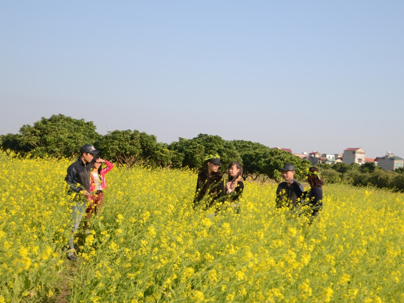 Ngày cuối tuần nhiều vườn cải đón cả trăm khách đến chụp ảnh. Ngày cuối tuần nhiều vườn cải đón cả trăm khách đến chụp ảnh
