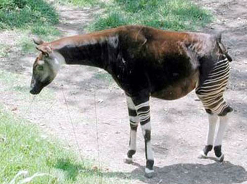 Hươu đùi vằn từng được cho chỉ là sinh vật tưởng tượng