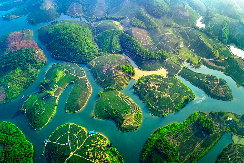 Đảo chè Cầu Cau ở Thanh Chương, Nghệ An Đảo chè Cầu Cau ở Thanh Chương, Nghệ An