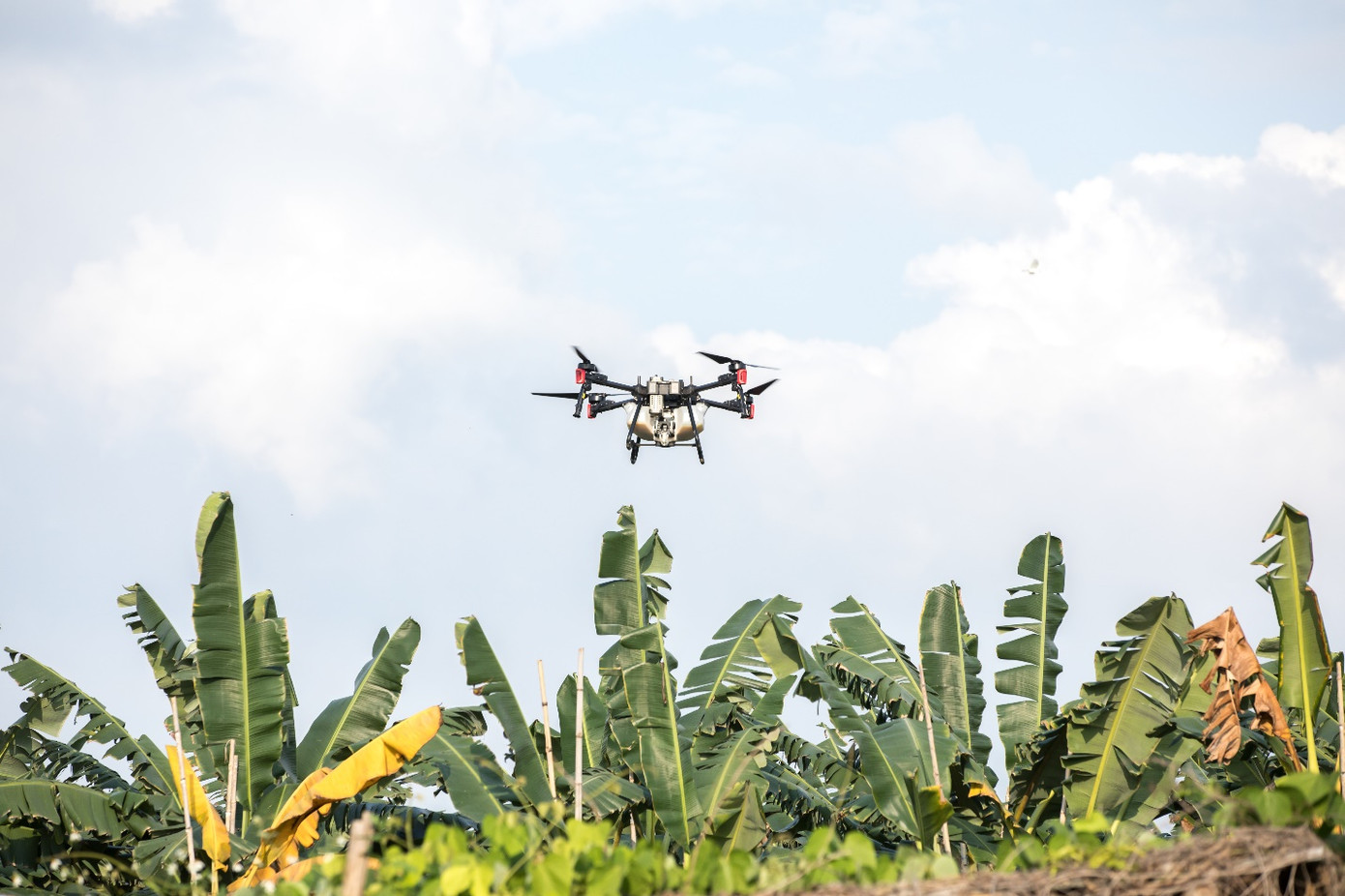 DroneXAG P100 đang phun thuốc cho trang trại chuối DroneXAG P100 đang phun thuốc cho trang trại chuối