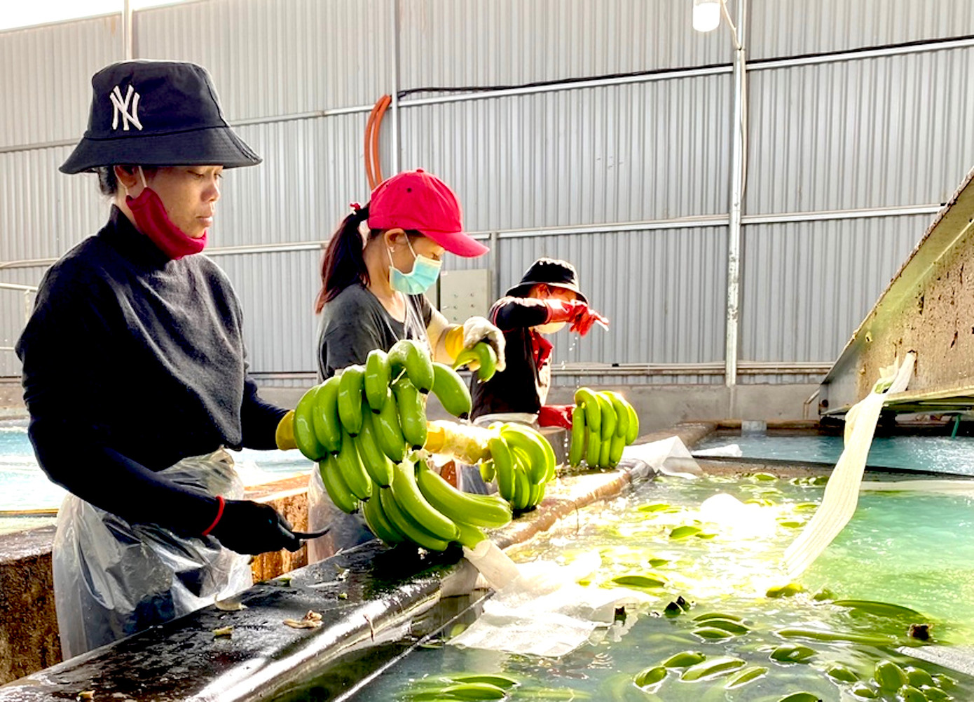 Sơ chế chuối tại Công ty cổ phần Nông nghiệp công nghệ cao Hưng Sơn