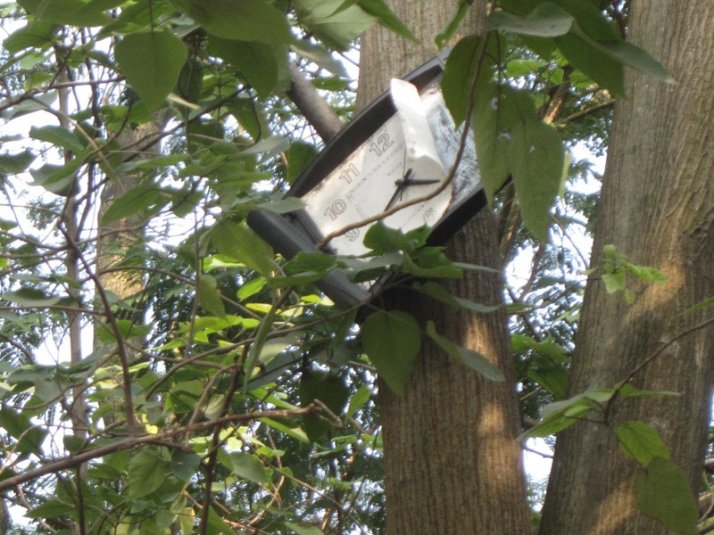 Chiếc đồng hồ cũ được treo trên cây