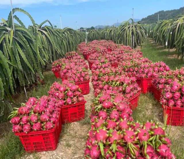 Thanh long vụ chong đèn đang rớt giá mạnh Thanh long vụ chong đèn đang rớt giá mạnh