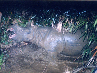 Tê giác Java ở VQG Cát Tiên được luật pháp Việt Nam bảo vệ nhưng cuối cùng nó vẫn bị bắn chết. Nguồn: WWF Việt Nam