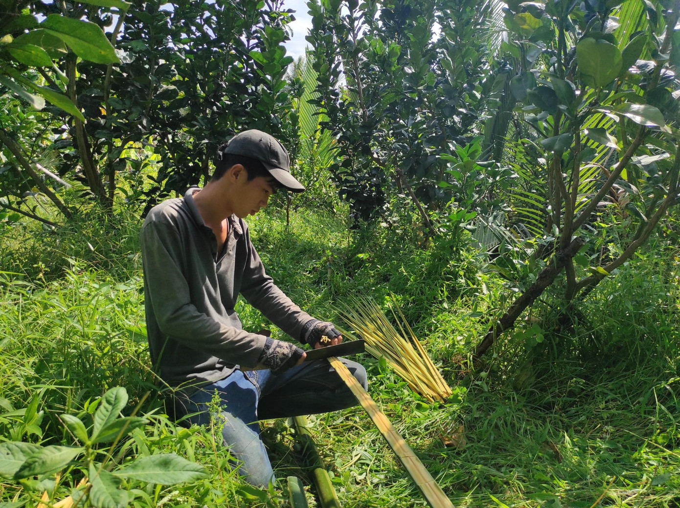 Công đoạn đầu tiên để làm cổng cưới lá dừa là chuẩn bị nguyên liệu từ thân, lá và cờ bắp (phần đọt non) của cây dừa nước. Ảnh: Hữu Huy Công đoạn đầu tiên để làm cổng cưới lá dừa là chuẩn bị nguyên liệu từ thân, lá và cờ bắp (phần đọt non) của cây dừa nước. Ảnh: Hữu Huy