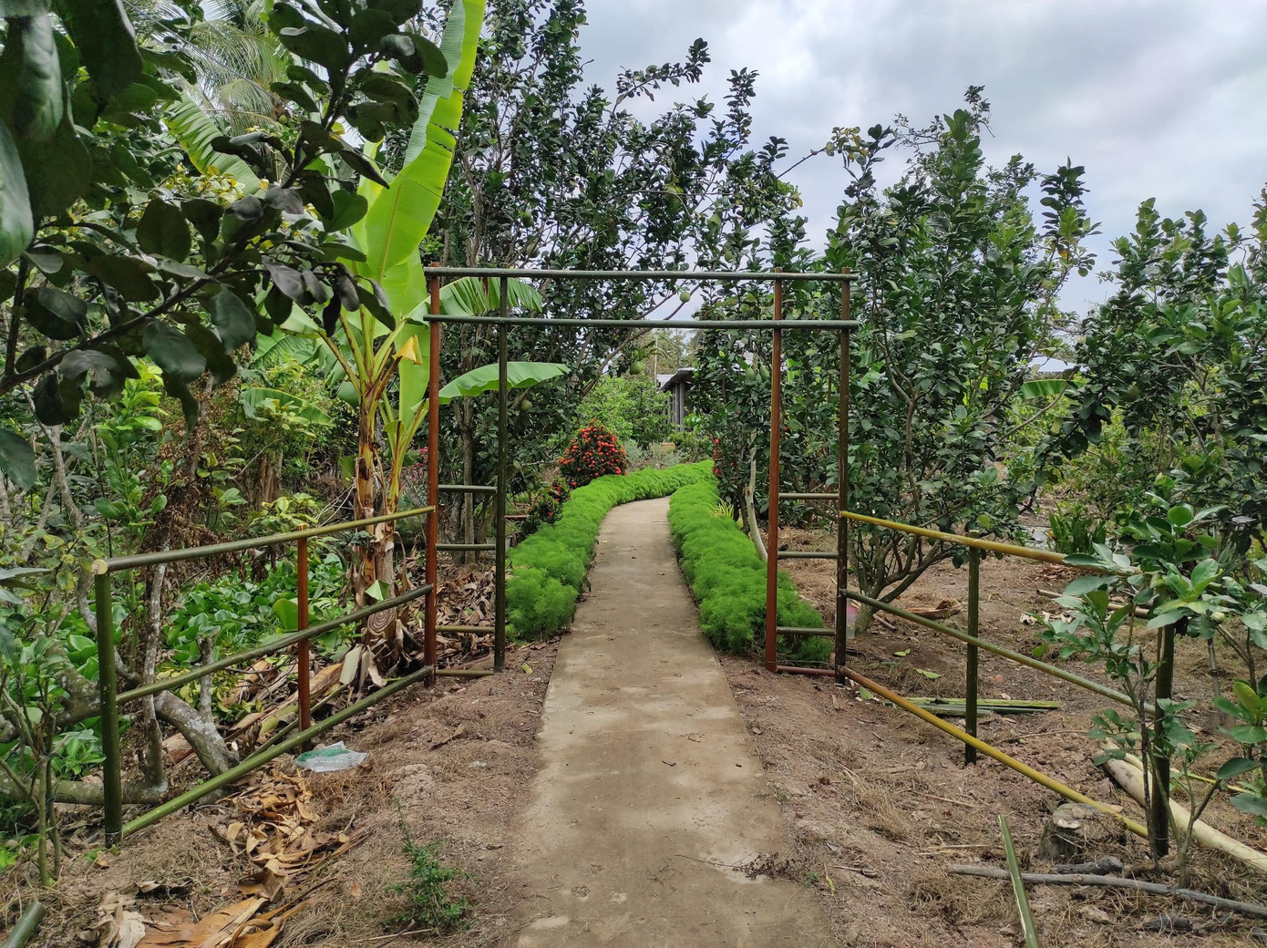 Phần khung cổng cưới được dựng lên từ thân cây dừa nước. Ảnh: Hữu Huy Phần khung cổng cưới được dựng lên từ thân cây dừa nước. Ảnh: Hữu Huy