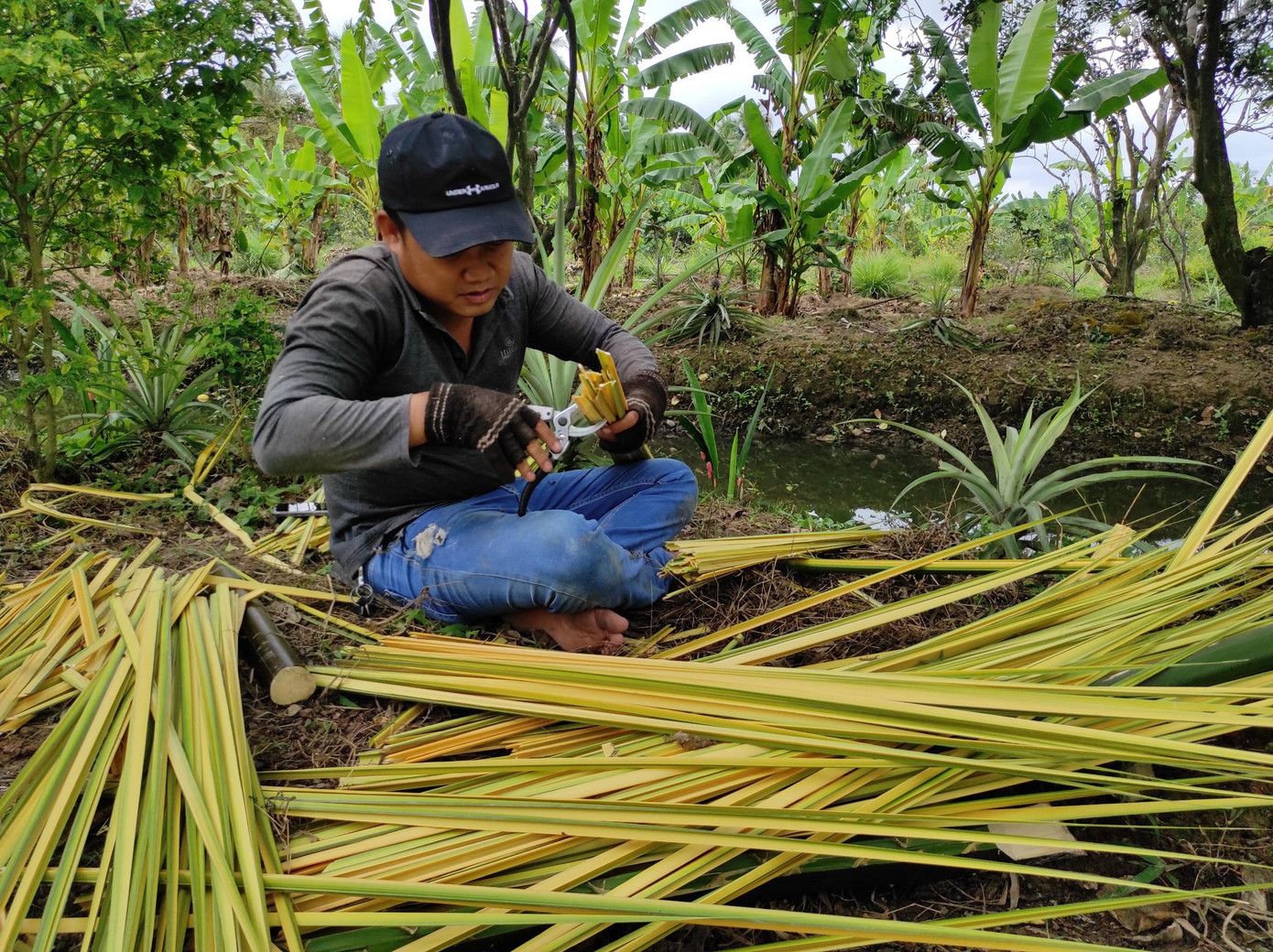 Cờ bắp (phần đọt non của cây dừa nước) có vàng là nguyên liệu quan trọng để trang trí cổng cưới. Ảnh: Hữu Huy Cờ bắp (phần đọt non của cây dừa nước) có vàng là nguyên liệu quan trọng để trang trí cổng cưới. Ảnh: Hữu Huy
