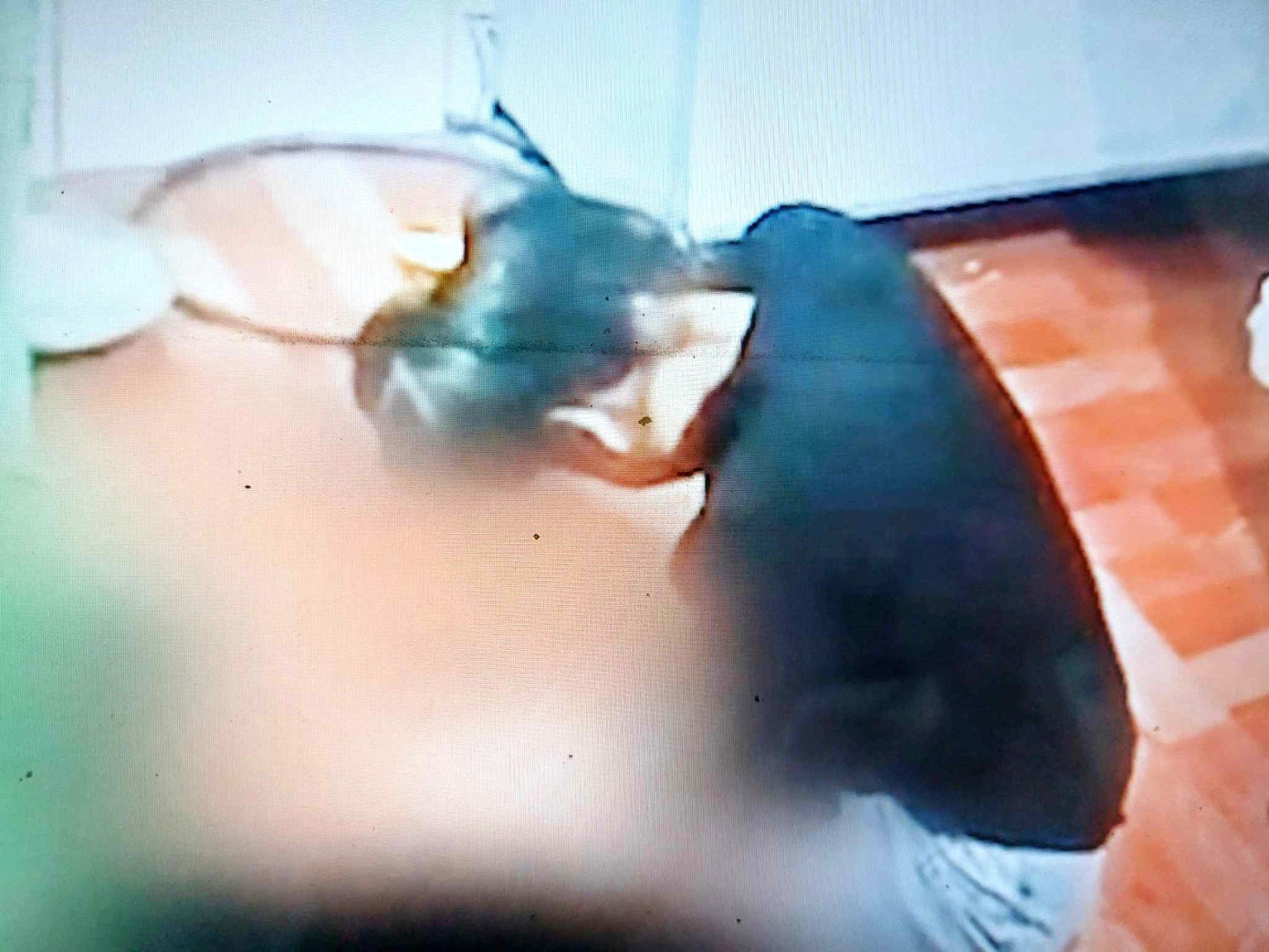 Nghi can ngồi khóc trong phòng trọ sau khi gây án