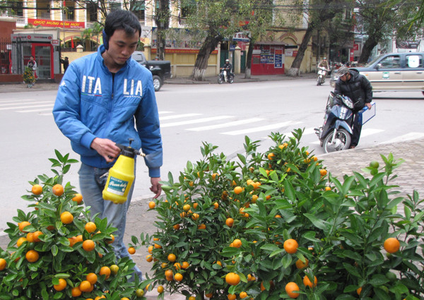Anh Chử Văn Tâm cho biết, còn hơn 40 gốc quất. Dù giá đã giảm 1/3 cũng phải cố gắng bán hết để về nhà ăn Tết