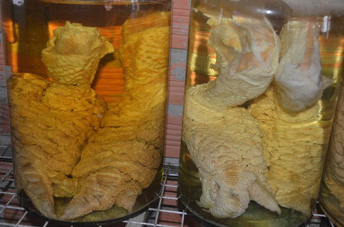 Trùm gà Đông Tảo sở hữu 4 bình rượu ngâm chân gà giá 1 cây vàng ảnh 4