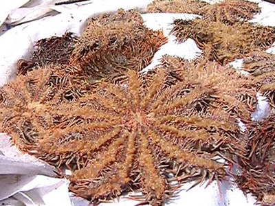 Sao biển gai bị tiêu diệt