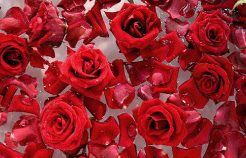 Nước hoa hồng là người bạn thân thiết của phụ nữ, nhất là trong việc làm trắng hồng nhũ hoa