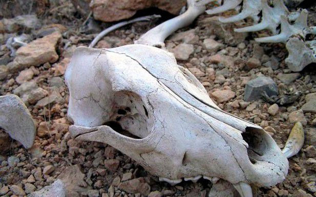 Nguyên nhân nào biến Kamchatka trở thành Thung lũng Chết đáng sợ đến vậy?