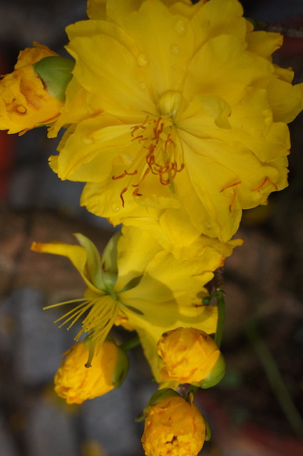 Chợ hoa kiểng Cà Mau đông khách, giữ giá, hút hàng ảnh 4