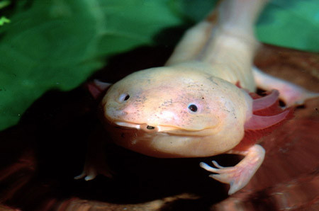 Tại Việt Nam, giông Axolotl khá hiếm, giá lên đến hàng triệu đồng một con và thuộc loại khó nuôi.