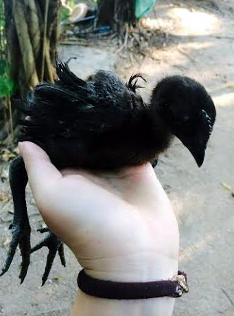 Nhìn gần gà 'Lamborgini' giá 50 triệu/con ở Việt Nam ảnh 2