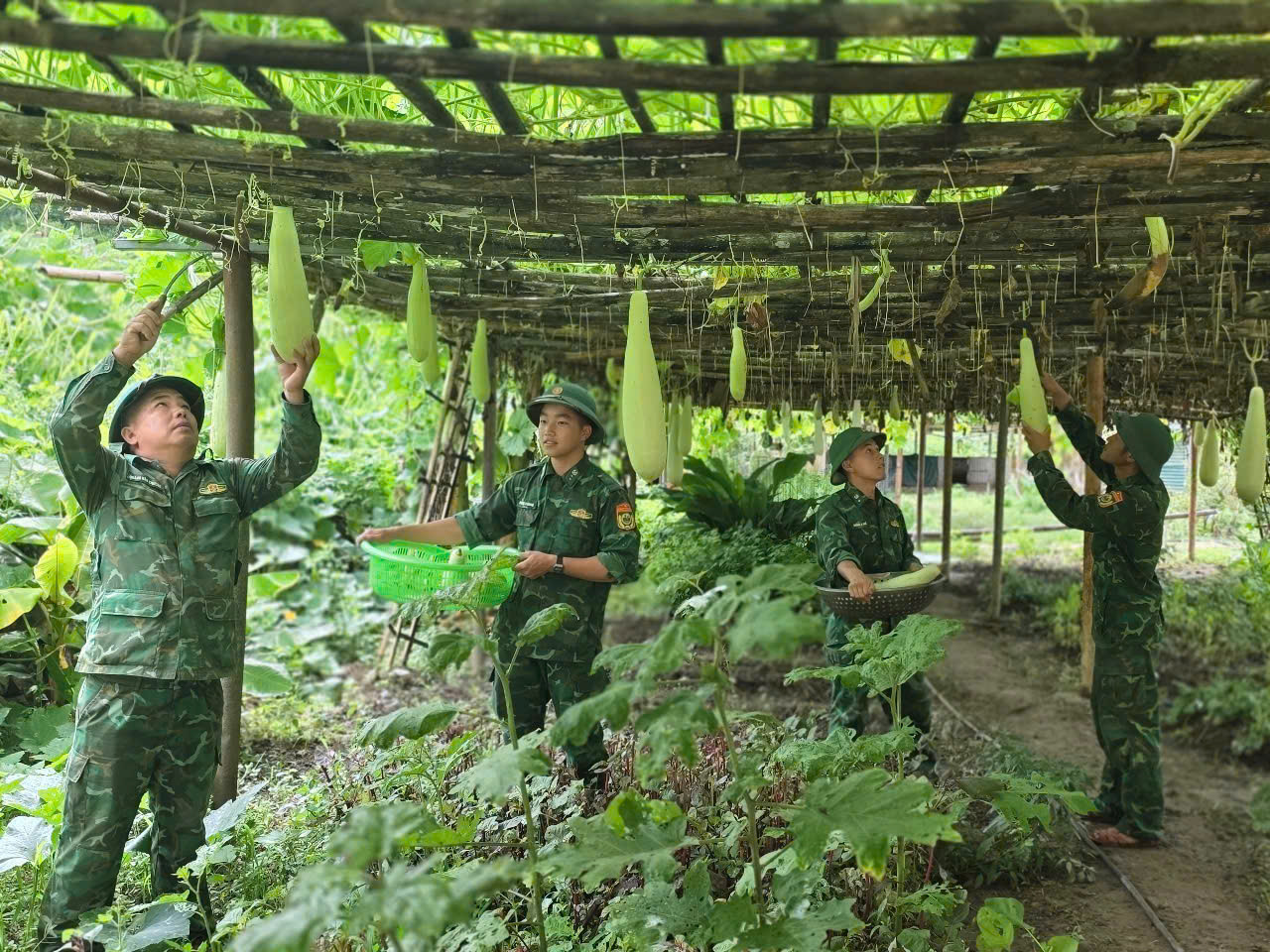 Toàn bộ thực phẩm, rau xanh để chế biến bữa ăn miễn phí cho thí sinh đều là sản phẩm tăng gia của các Đồn Biên phòng trên địa bàn huyện Sốp Cộp, Sơn La.