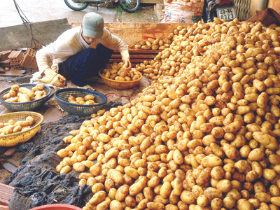 Mông má khoai tây Trung Quốc ngay tại chợ Nông sản Đà Lạt. Mông má khoai tây Trung Quốc ngay tại chợ Nông sản Đà Lạt