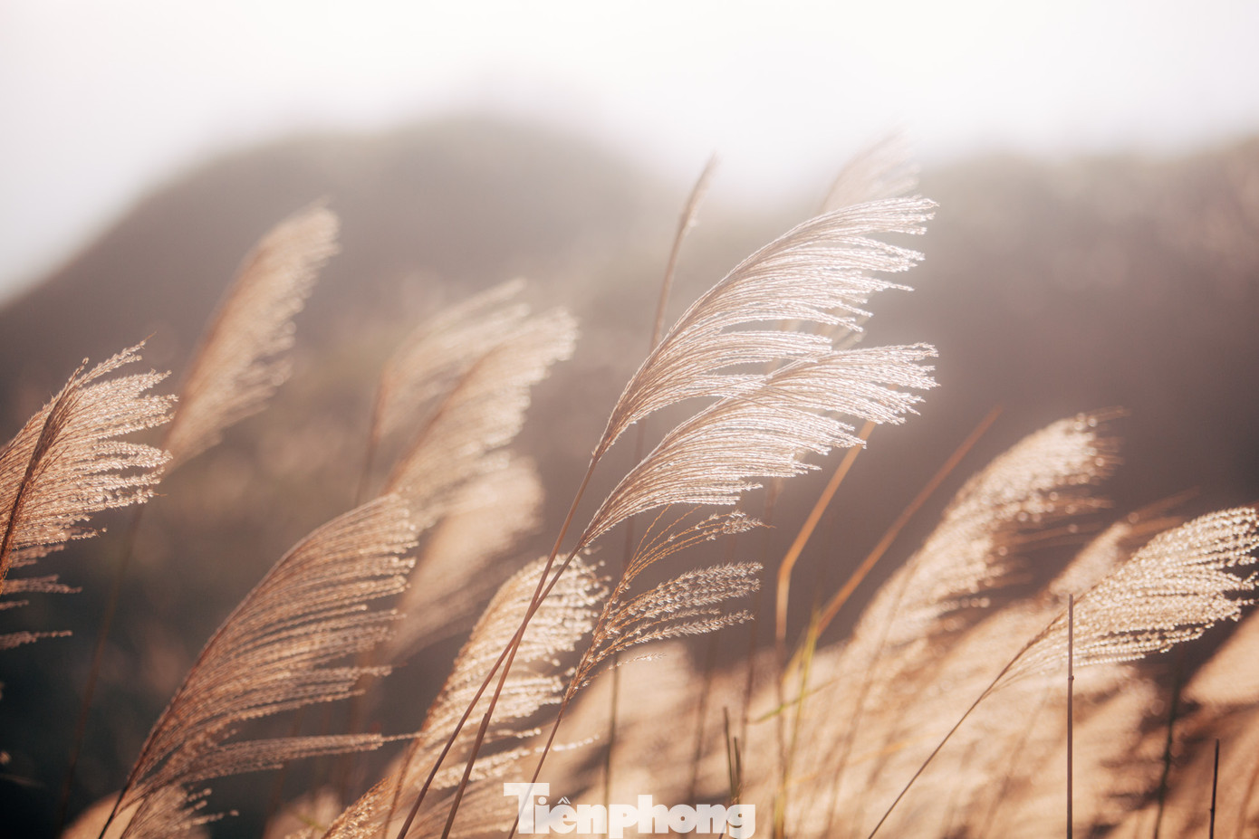 Vẻ đẹp của hoa lau dưới ánh hoàng hôn.