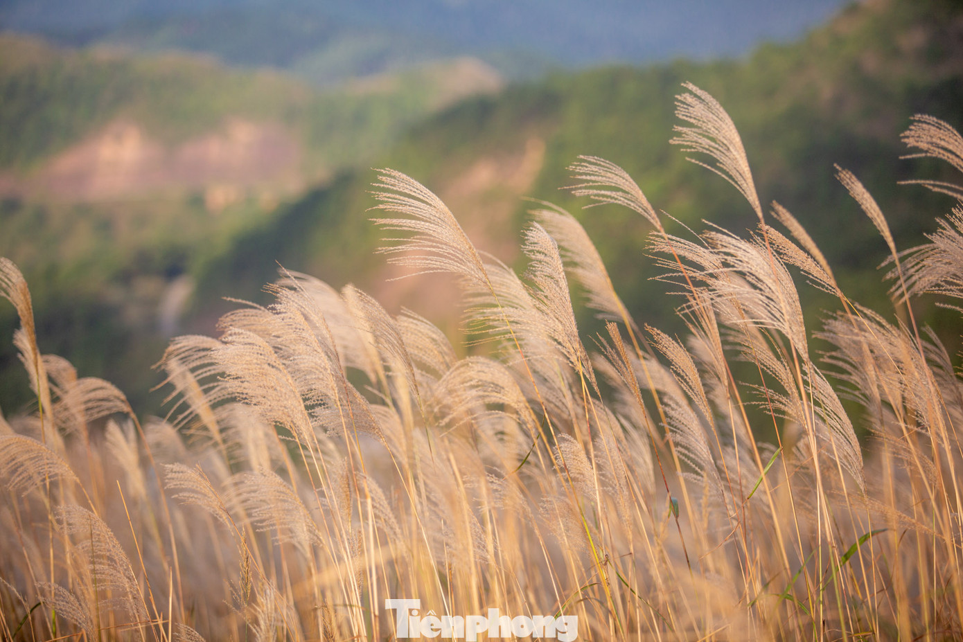 Lúc mới nở, hoa lau có màu trắng tinh khôi, mọc thành từng cụm, sau một thời gian, hoa ngả dần sang màu vàng và rụng bay theo gió.