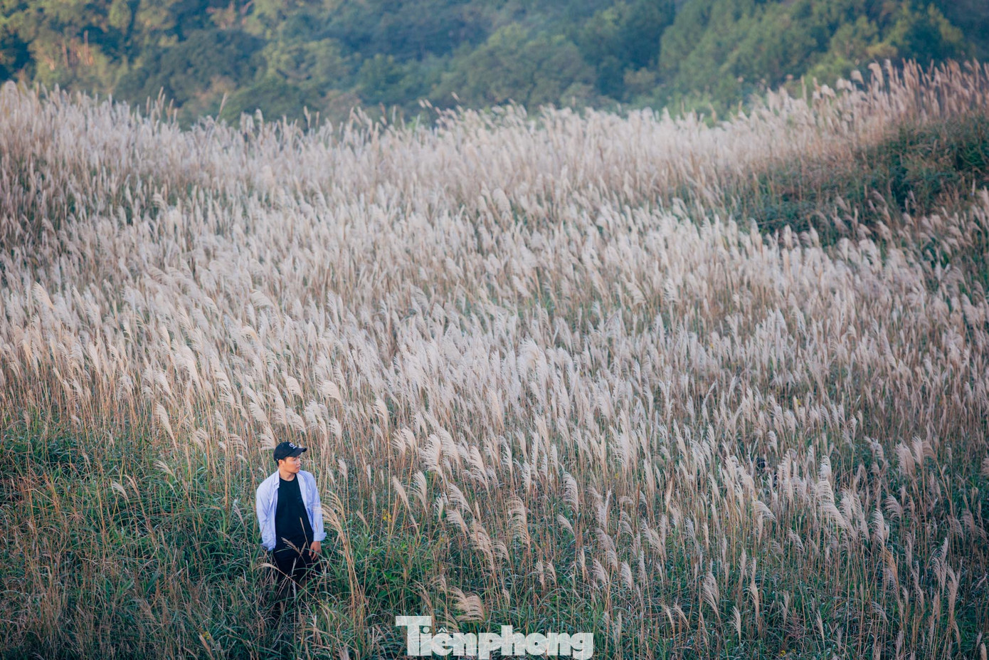 Bình Liêu được mệnh danh là Thiên đường hoa cỏ lau đẹp nhất Việt Nam.