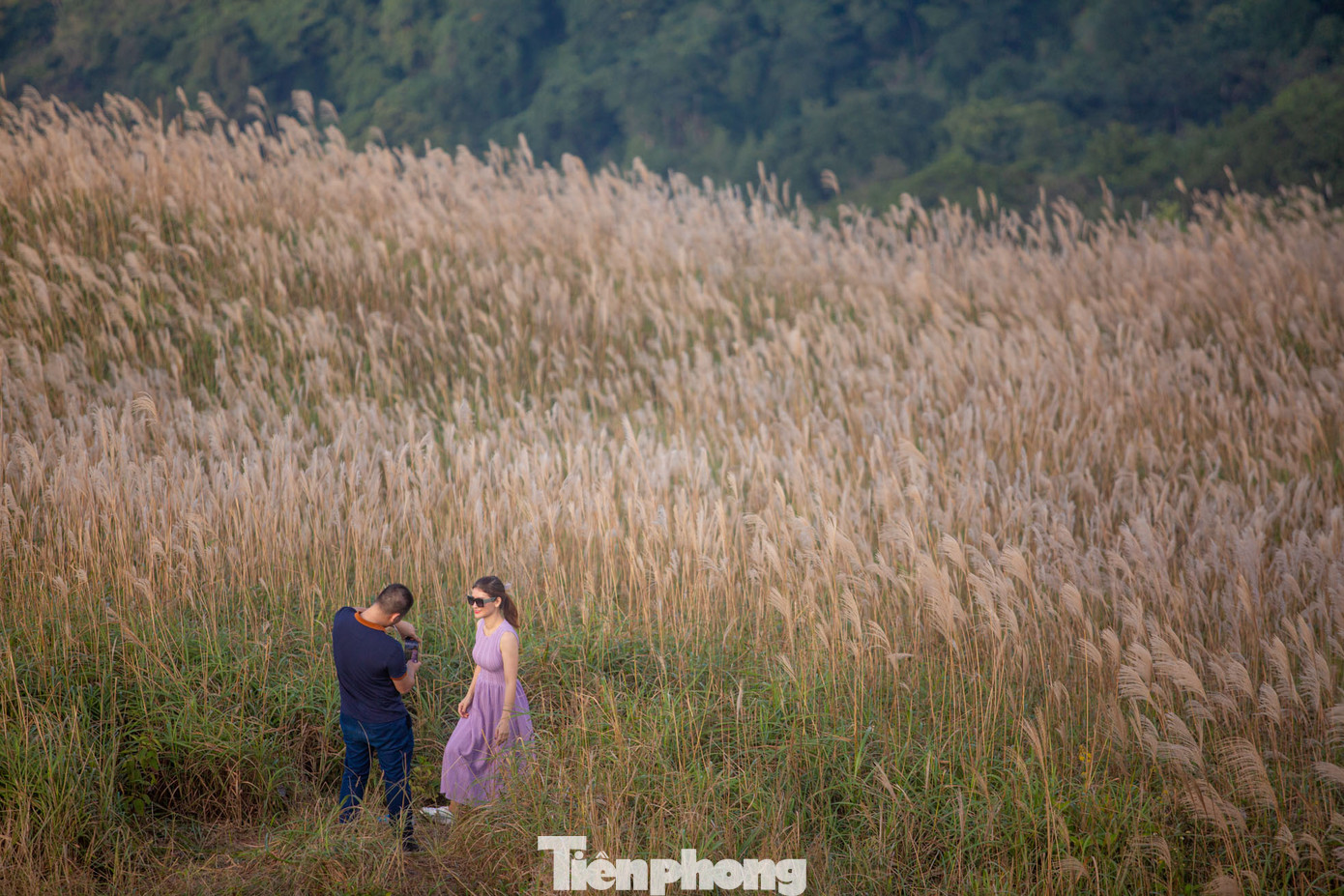 Những cánh đồng cỏ lau trắng muốt tạo cho khung cảnh nơi đây đẹp, thơ mộng như ở xứ sở thần tiên