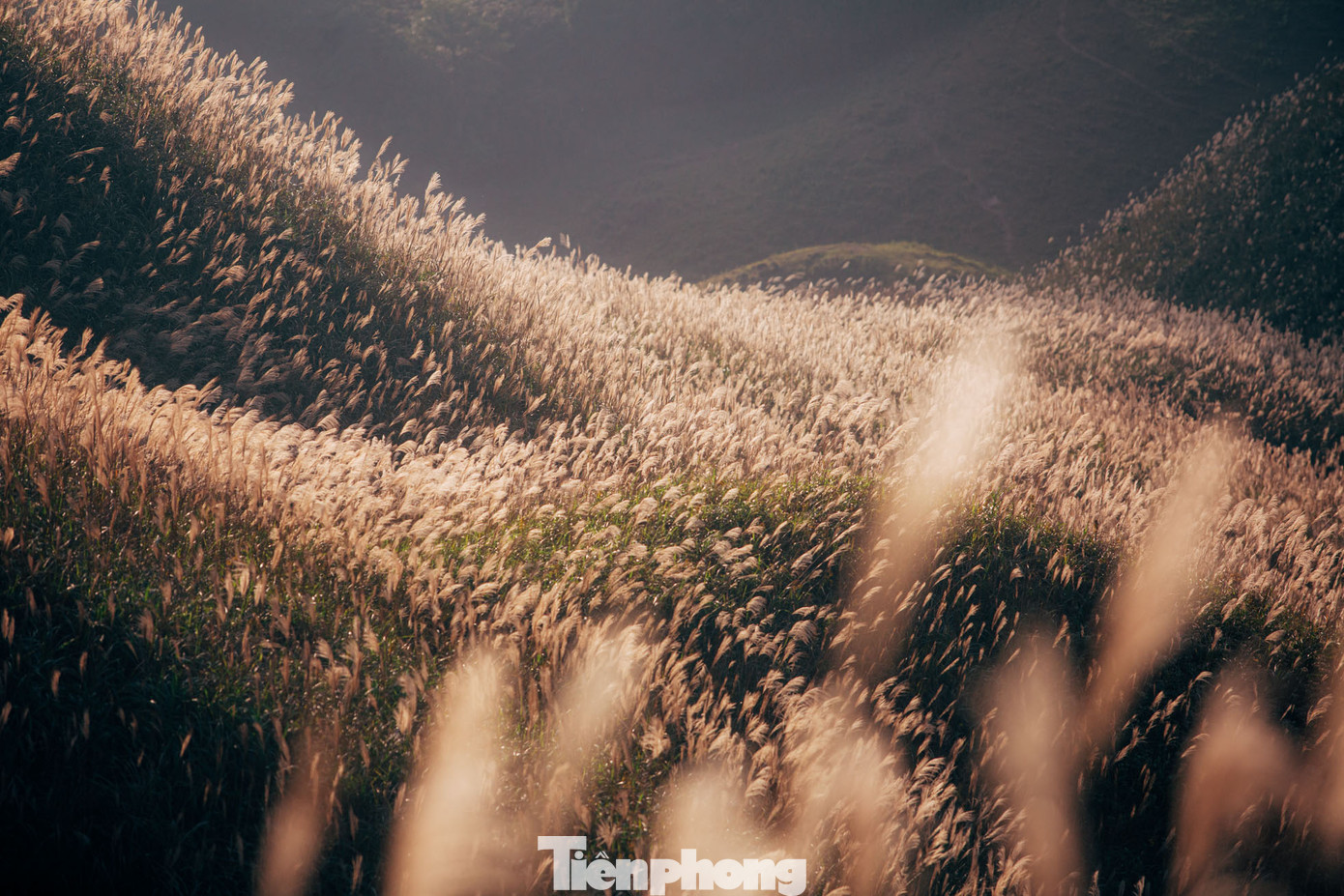 Nằm ở phía xa xôi Đông Bắc của tỉnh Quảng Ninh, Bình Liêu vẫn giữ nét hoang sơ với cảnh thiên nhiên hùng vĩ. Ở Bình Liêu mùa nào cũng đẹp và mang nét đặc sắc riêng. Đến nơi đây vào mùa xuân, du khách sẽ được đắm chìm trong các lễ hội giao duyên của người dân bản địa. Còn mùa hè, Bình Liêu đón bạn với những thửa ruộng bậc thang vàng óng ánh như trải dài đến cuối chân trời. Vào mùa thu, mùa đông, bước chân người lữ khách lạc trong sắc trắng bạt ngàn cỏ lau đẹp như ở xứ sở thần tiên.