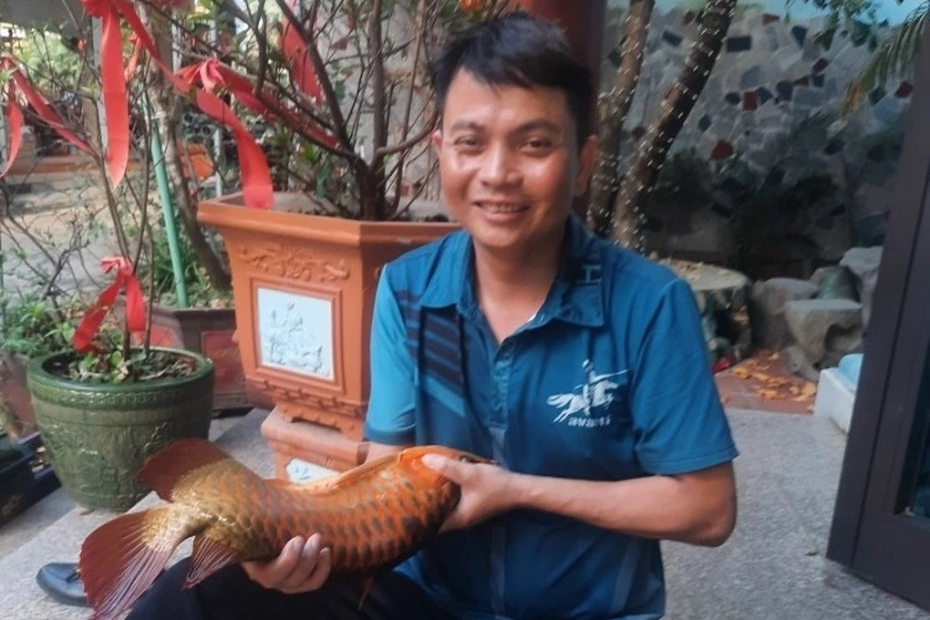 Anh Hoàng Vân đến nay đã có 9 năm kinh nghiệm phẫu thuật, làm đẹp cho cá rồng (Ảnh: NVCC).