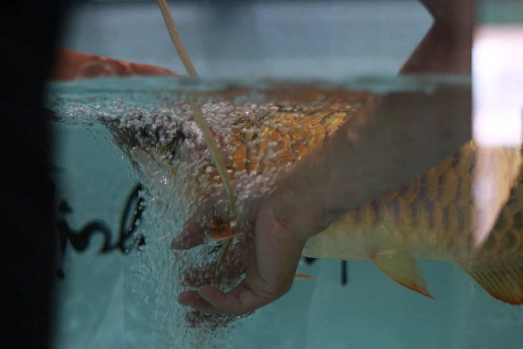 Sau khi ca phẫu thuật, chú cá được "bác sĩ" hỗ trợ oxy để nhanh chóng phục hồi sức khỏe (Ảnh: Loan Tô).