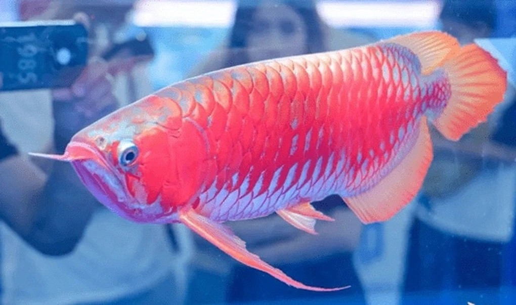 Một chú cá rồng màu đỏ được đấu giá 3,6 tỷ đồng (Ảnh: Chips).