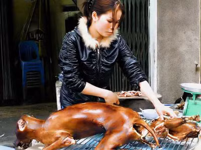 Một chủ quán cầy tơ đang chuẩn bị thực đơn 7 món . Ảnh: S.T Một chủ quán cầy tơ đang chuẩn bị thực đơn 7 món