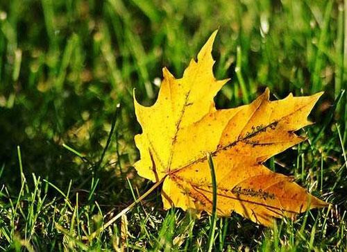 Bài thơ "Chiếc lá đầu tiên" được nhiều thế hệ học sinh chép lại trong cuốn sổ lưu bút cuối cấp, thay cho lời tiễn biệt thời áo trắng sân trường.