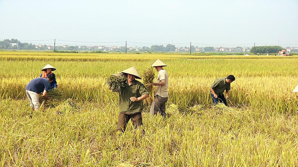 Để có những cảnh quay gặt lúa lên phim, đoàn phim đã phải đặt hàng người dân trước 1 tháng.