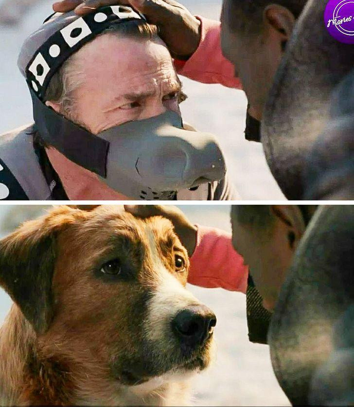 Đặc biệt hơn, chú chó trong bộ phim “The Call of the Wild” (2020) là do con người đóng giả.