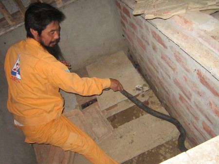 Thời kỳ rắn chuẩn bị sinh sản người nuôi cần chú ý quan sát chúng kỹ hơn