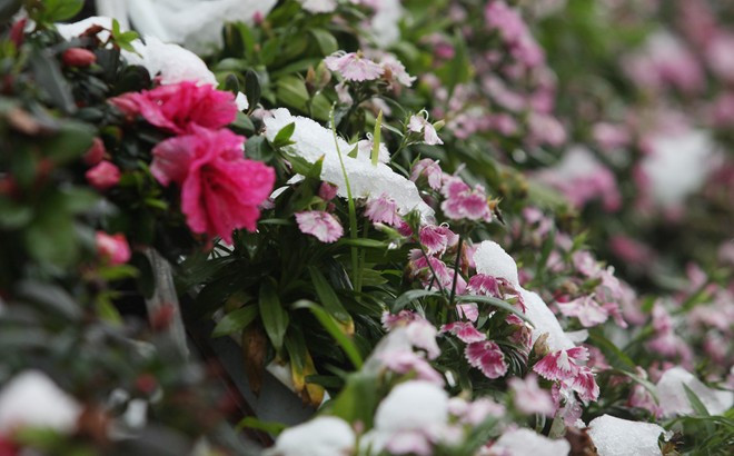 Một giỏ hoa trên phố Ngũ Chỉ Sơn len lỏi nở trong tuyết Một giỏ hoa trên phố Ngũ Chỉ Sơn len lỏi nở trong tuyết Bài viết: http://news.zing.vn/Khach-du-lich-do-xo-len-Sa-Pa-trong-tuyet-trang-post377656.html#home_featured.noibat Nguồn Zing News