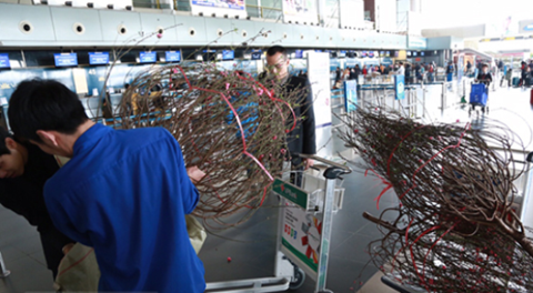 Không chỉ nhận chở, năm nay Vietnam Airlines còn tham gia bán đào, mai chở tới tận nhà phục vụ người dân Hà Nội và TPHCM chơi Tết. Không chỉ nhận chở, năm nay Vietnam Airlines còn tham gia bán đào, mai chở tới tận nhà phục vụ người dân Hà Nội và TPHCM chơi Tết.