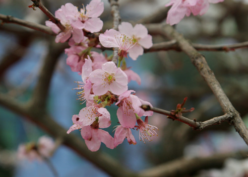 Hoa anh đào Nhật Bản có năm cánh như hoa ban, hoa đào của Việt Nam