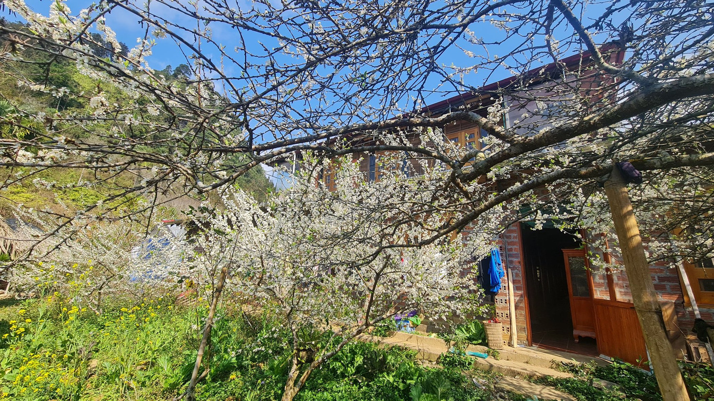 Một góc homestay A Lềnh vào mùa xuân.