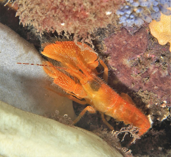 Tôm súng lần đầu tiên được phát hiện sau một nghiên cứu phân loại trên một loài tôm tít thuộc chi Alpheus từ Nhật Bản và Vịnh Thái Lan. Tôm súng lần đầu tiên được phát hiện sau một nghiên cứu phân loại trên một loài tôm tít thuộc chi Alpheus từ Nhật Bản và Vịnh Thái Lan.