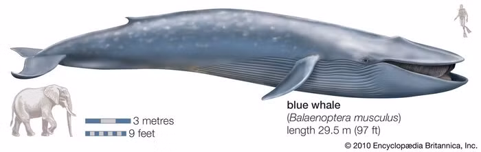 Cá voi xanh (Balaenoptera musculus) là loài động vật lớn nhất từng tồn tại trên Trái Đất. Những con cá voi xanh lớn nhất có thể dài tới 34 m, và hộp sọ của chúng chiếm gần 1/4 cơ thể. Cá voi xanh thuộc về họ Balaenopteridae, họ này bao gồm cá voi lưng gù, cá voi vây, cá voi Bryde, cá voi Sei và cá voi Minke. Balaenopteridae được tin rằng đã tách ra từ các họ khác của phân bộ Mysticeti khoảng giữa thế Oligocene (28 triệu năm trước). Cá voi xanh (Balaenoptera musculus) là loài động vật lớn nhất từng tồn tại trên Trái Đất. Những con cá voi xanh lớn nhất có thể dài tới 34 m, và hộp sọ của chúng chiếm gần 1/4 cơ thể. Cá voi xanh thuộc về họ Balaenopteridae, họ này bao gồm cá voi lưng gù, cá voi vây, cá voi Bryde, cá voi Sei và cá voi Minke. Balaenopteridae được tin rằng đã tách ra từ các họ khác của phân bộ Mysticeti khoảng giữa thế Oligocene (28 triệu năm trước).