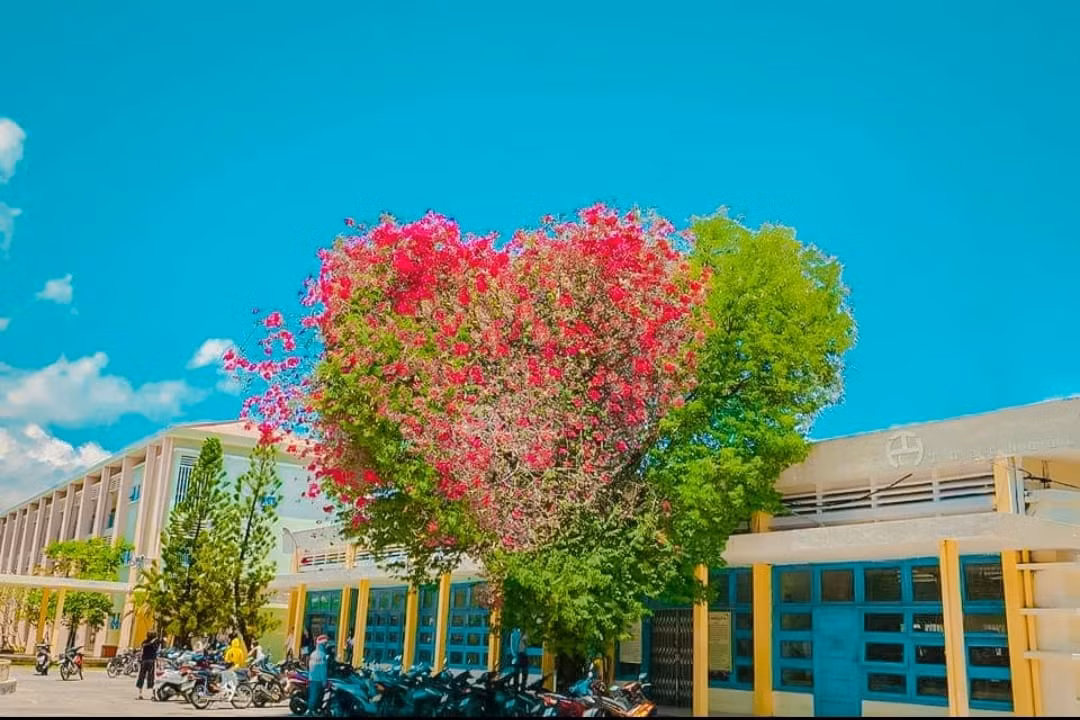 Giới trẻ thích thú với cây trái tim trồng trong khuôn viên của một trường Đại học ảnh 3