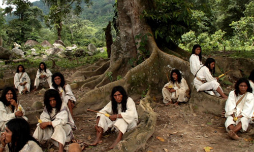 Bộ tộc Kogi chỉ ăn chay 