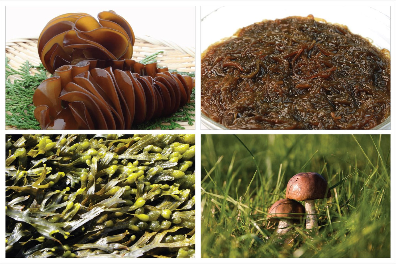 Ở mỗi loại tảo nâu, Fucoidan lại có hoạt tính và cơ chế hoạt động khác nhau.