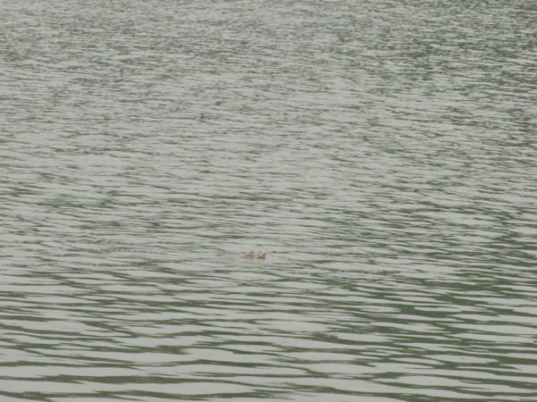 Cụ nổi một tí rồi lại lặn xuống, di chuyển chậm dần sang phía đường Lê Thái Tổ rồi lặn dần ra giữa Hồ.