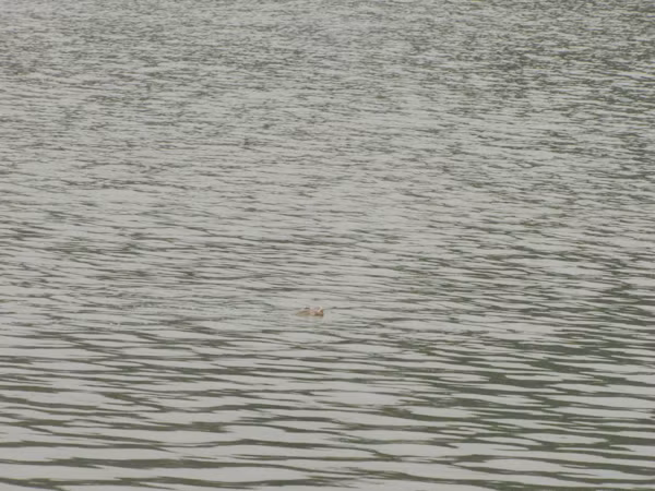 Cụ nổi một tí rồi lại lặn xuống, di chuyển chậm dần sang phía đường Lê Thái Tổ rồi lặn dần ra giữa Hồ.