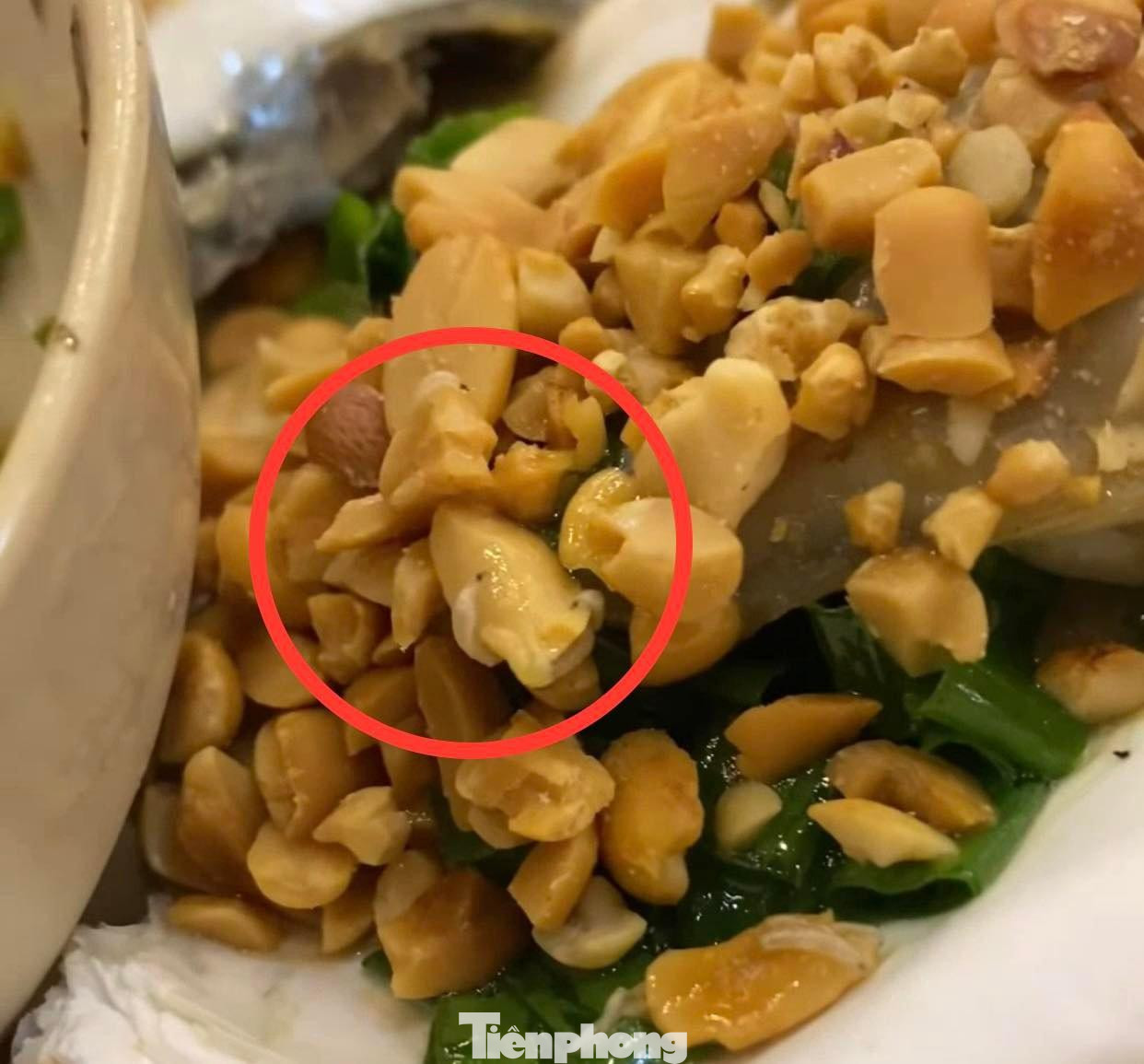 Dòi bò trên đĩa hàu nướng khiến thực khách tá hỏa Dòi bò trên đĩa hàu nướng khiến thực khách tá hỏa