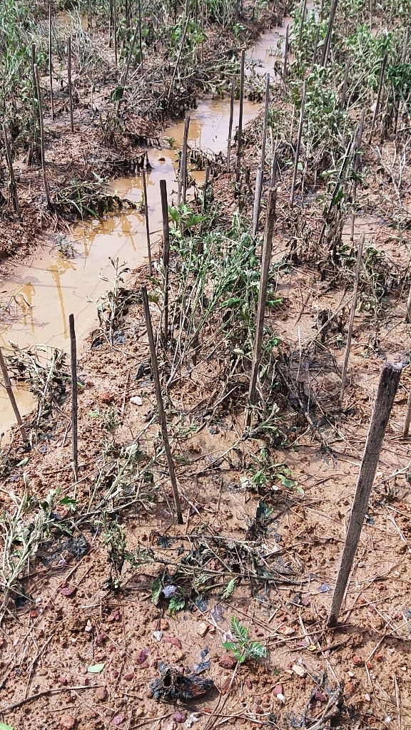 Nhiều làng hoa Tết nổi tiếng ở xứ Huế tan hoang sau lũ ảnh 4