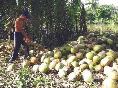 Hái dừa khô ở Tiền Giang . Ảnh: Đức Thịnh Hái dừa khô ở Tiền Giang