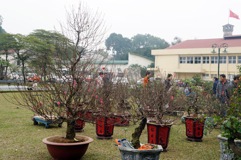 Quất và đào bày một góc trong khu triển lãm